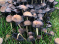 Scales-P-Mushrooms-Lawn