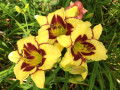 Schulman-Yellow-Red-Daylilies-update