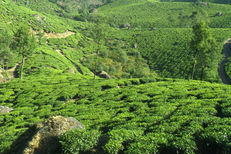 10-Tea-Garden-S-Deodhar