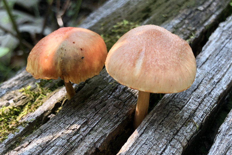 24-Fungi-pair-Kimmel-A.