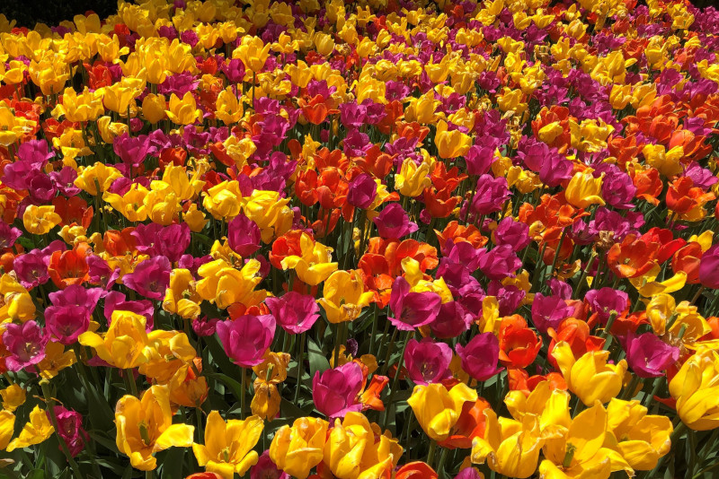 25-Tulips-Feast-for-Eyes-Kimmel-A.