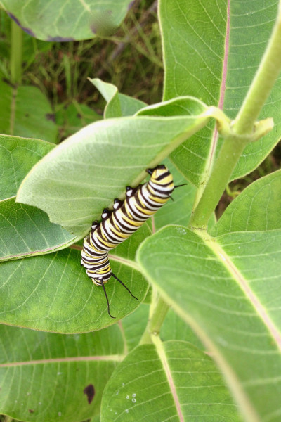 28-Monarch-Caterpillar-Meehan