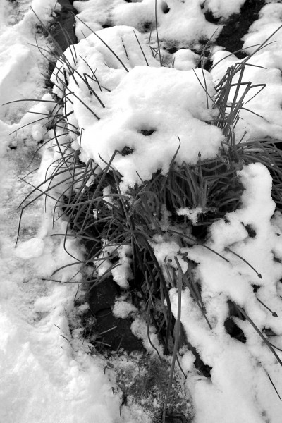 45-Chives-in-Snow-Plasz-A