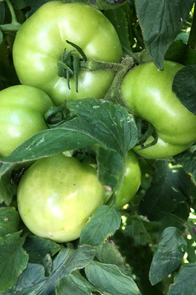 59-Green-Tomatoes-van-der-Wagt-J