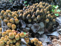 1-Mushrooms-Cleland