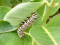 28-Monarch-Caterpillar-Meehan