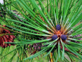 5-Red-Pine-Cleland