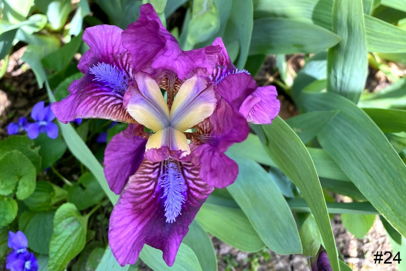 24-Purple-Iris