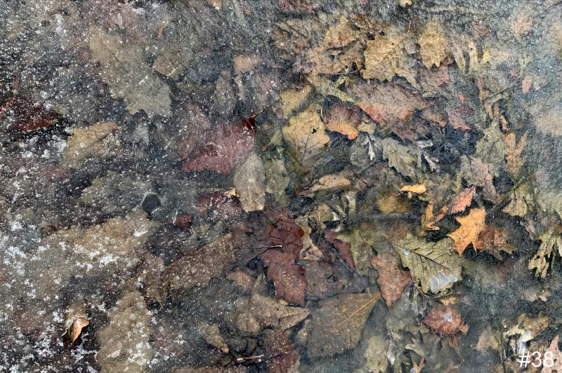 38-Frozen-Leaves