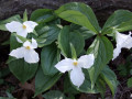 27-Large-Flowered-Trillium-Daniel-Wright