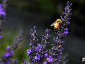 3-Lavendar-Bee