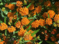 4-Orange-Milkweed
