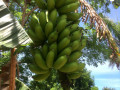 49-Bananas-St-Croix
