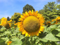 56-Sunflower
