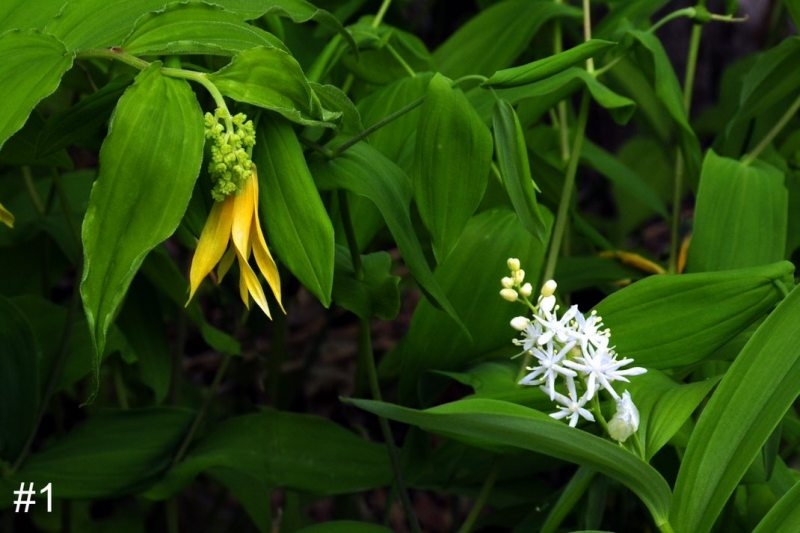 1-Bellwort-and-Starry-False-Solomons-Seal