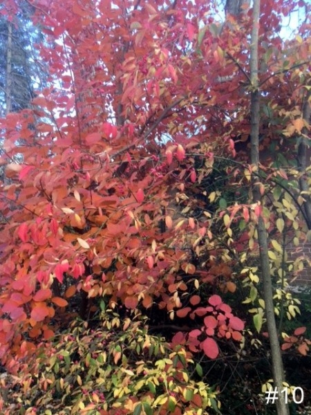 10-Fall-Colors