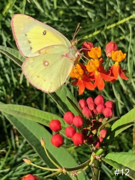 12-Butterfly-Milkweed