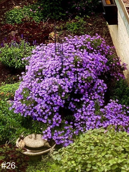 26-New-England-Aster