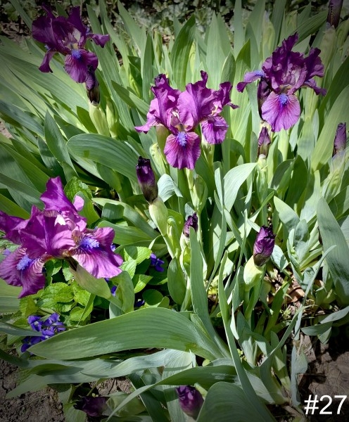 27-Purple-Iris