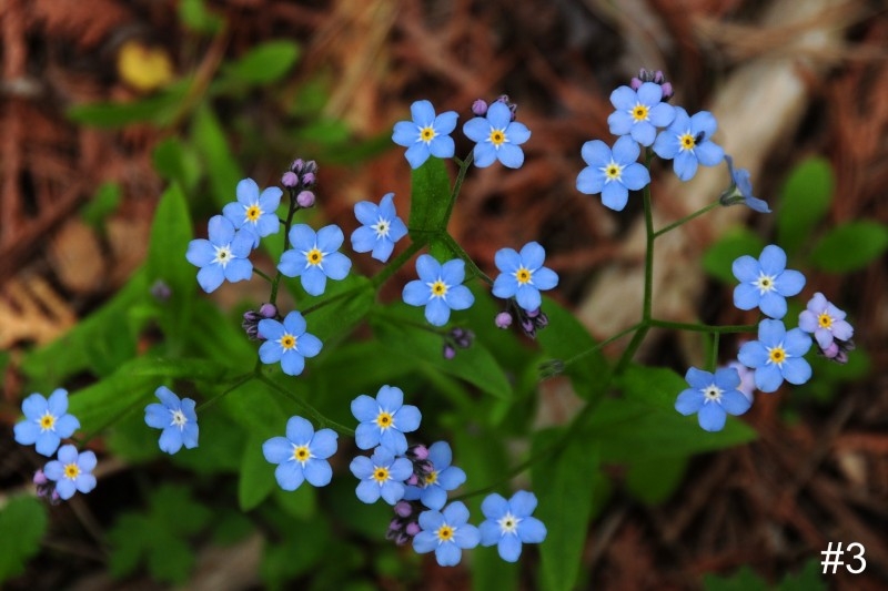 3-Forget-me-nots