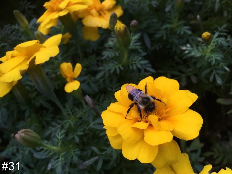 31-French-Marigold-Bee