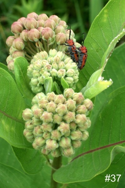 37-Common-Milkweed-Red-Milkweed-Beetles