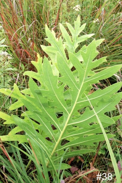 38-Compass-Plant-Leaves