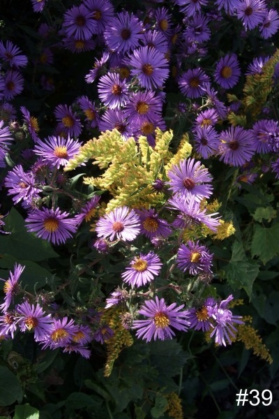 39-New-England-Asters-Goldenrod