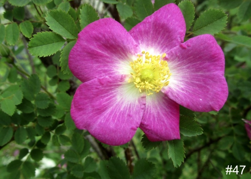 47-Mary-Queen-of-Scots-Hybrid-Spinosissima-Rose