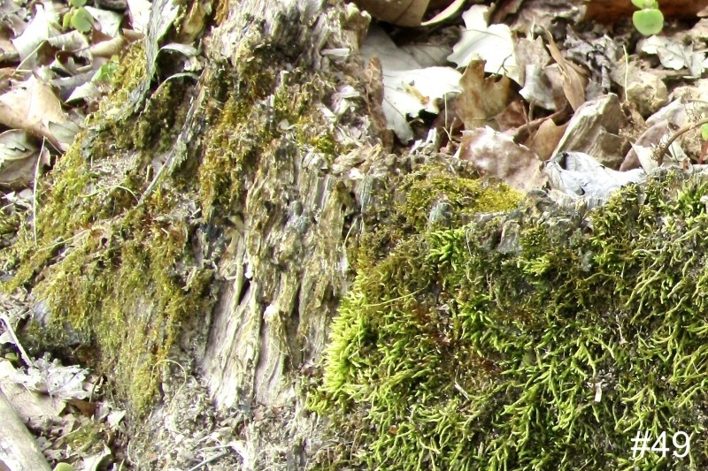49-Moss-on-Stump