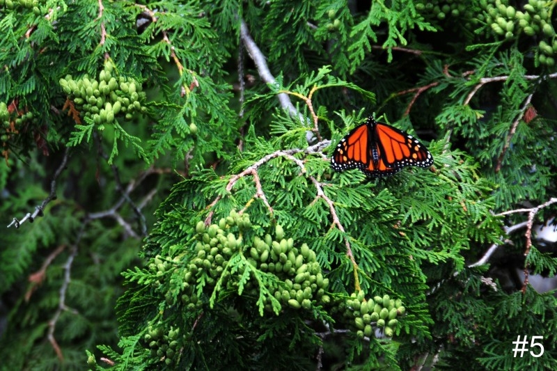 5-Monarch-in-Cedar