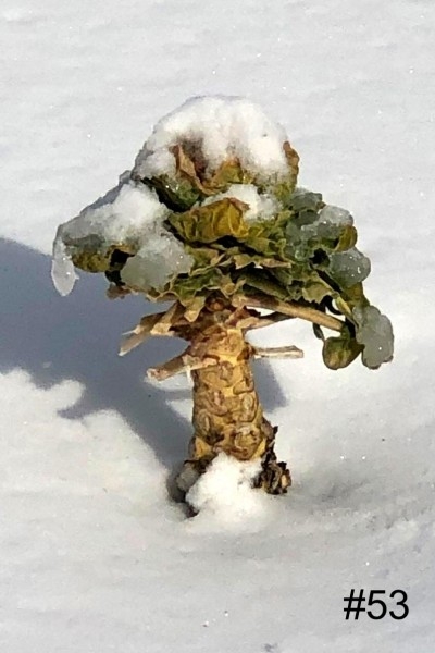 53-Broccoli-in-Snow