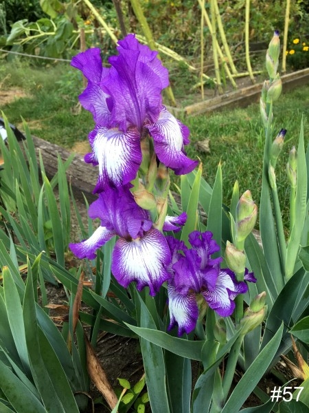 57-Purple-White-Iris