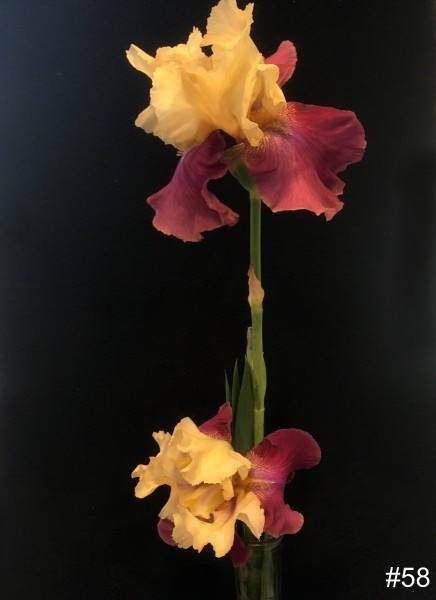 58-Tall-Maroon-Cream-Irises