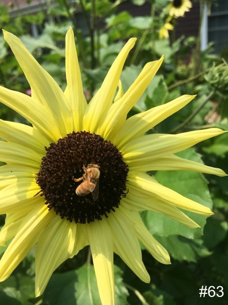 63-Sunflower-Bee