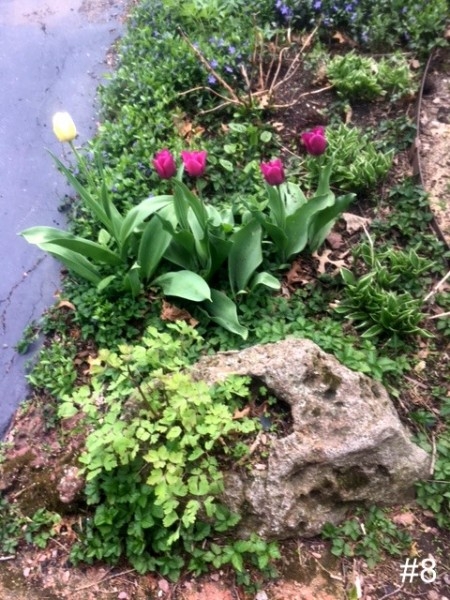 8-Tulips-Rock-Garden