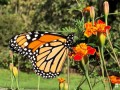 15-Monarch-Marigold