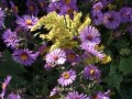 39-New-England-Asters-Goldenrod