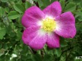 47-Mary-Queen-of-Scots-Hybrid-Spinosissima-Rose