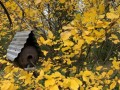 64-Autumn-Witch-Hazel-with-birdhouse