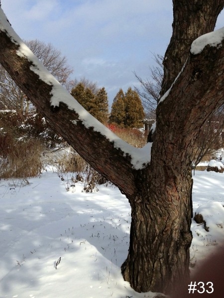 33-Winter-Tree