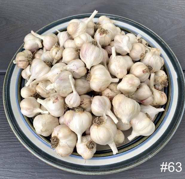 63-Garlic