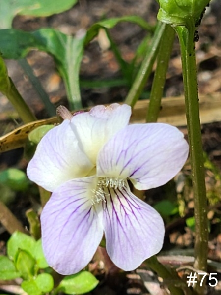 75-Ponderosa-violet