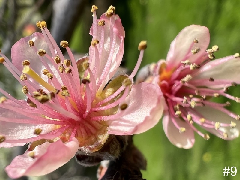 9-Peach-Flowers