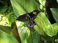 12-Bat-Flower