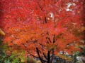 30-Autumn-Blaze-Maple