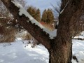 33-Winter-Tree