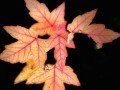 35-Sweetgum-Autumn-Leaves