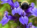 36-Great-Blue-Lobelia-Bee
