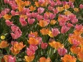 66-Yellow-Pink-Tulips